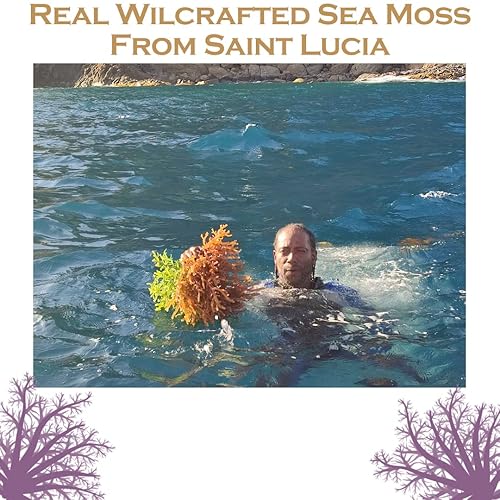 Miniatura 4 de Mossy Ocean Wildcrafted Purple Sea Moss 8oz  Real Saint Lucian Seamoss  Calidad premium  Hace más de 150 onzas de gel Seamoss  Fácil de usar