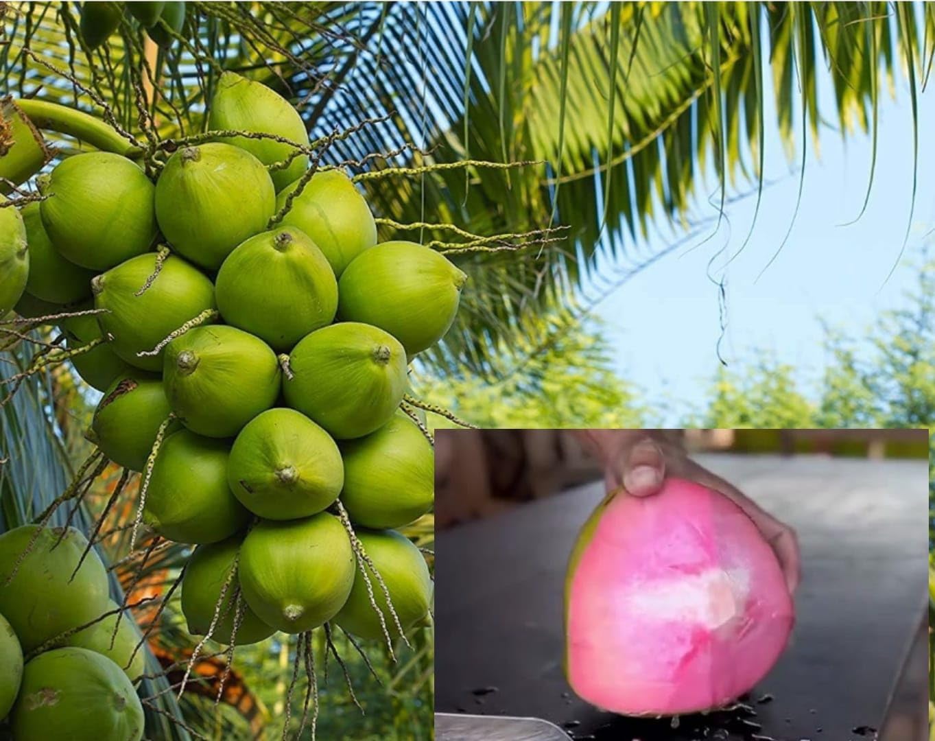 PLANT EXOTIC Pink Coconut Tree Plant |Dwarf Hybrid Rare Tree |For Home Garden Indoor Coconut Healthy Live Fruit after 2-3 year Plant (B0D8QCGDZL) Amazon Price History, Amazon Price Tracker