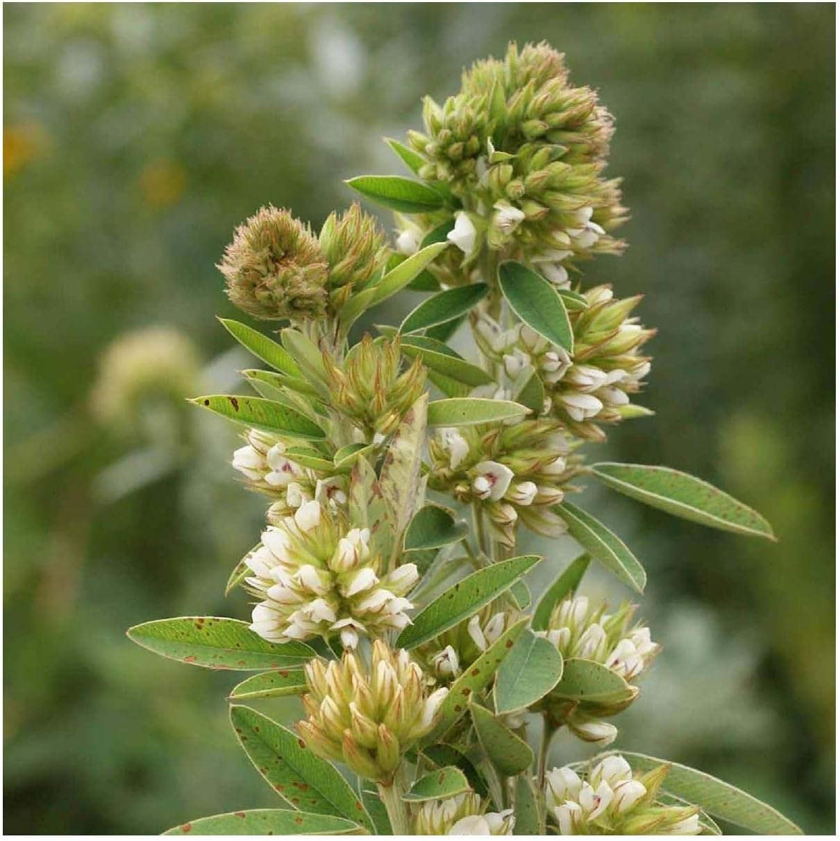 Everwilde Farms - 1/4 Lb Round-Headed Bush Clover Native Wildflower Seeds - Gold Vault