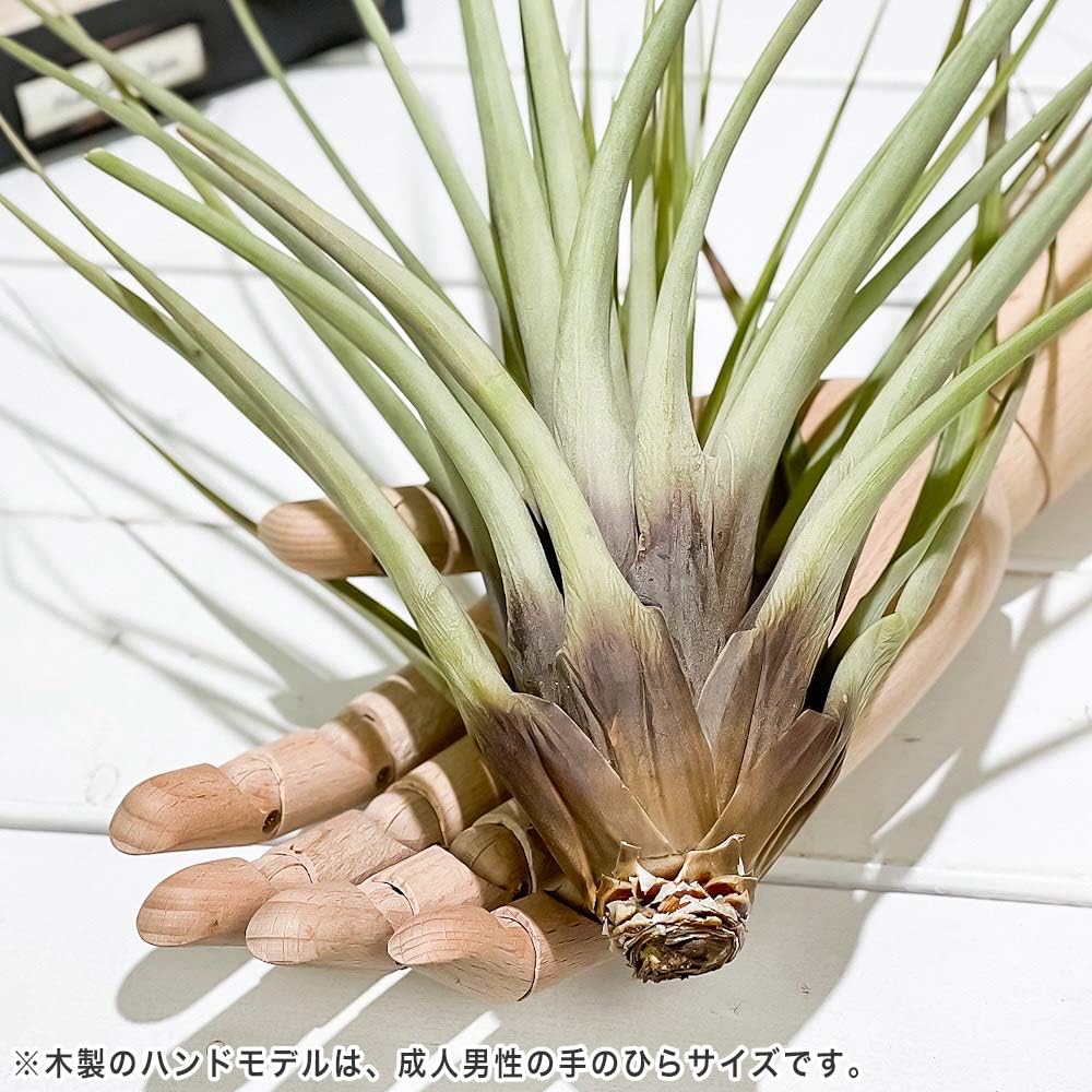 〈菫〉Tillandsia ファシクラータ　アルバ　チランジア　エアープランツ Tillandsia ファシクラータ アルバ チランジア エアープランツ 菫