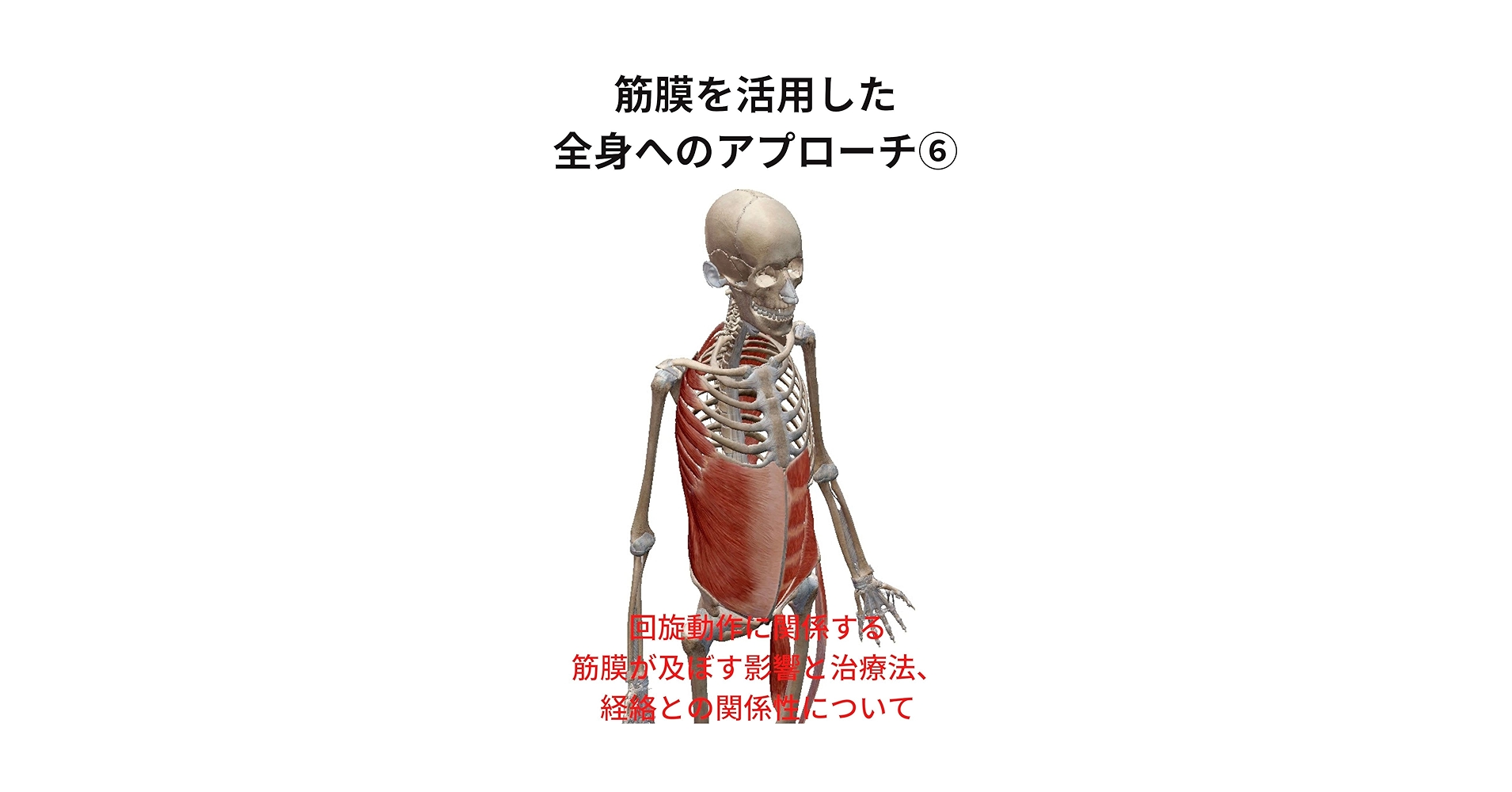 ゆるりんアナトミートレインの理論と脊柱・上肢へのアプローチ アナトミートレインの理論と脊柱・上肢へのアプローチ | Kinetikos