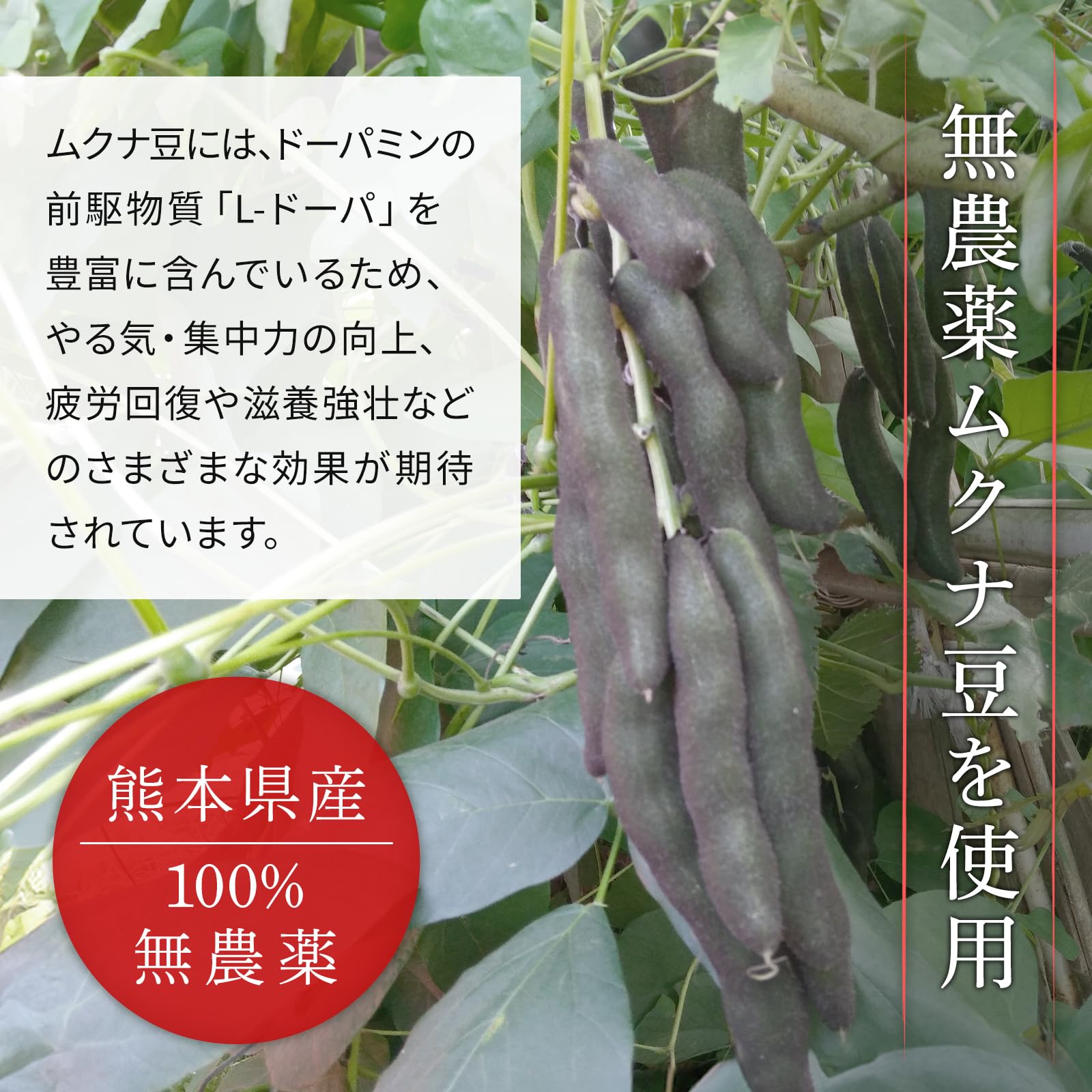 岡山産ムクナ豆15kg専用出品です！ Amazon.co.jp: 賞味期限5月7日まで 無添加 国産ドッグフード