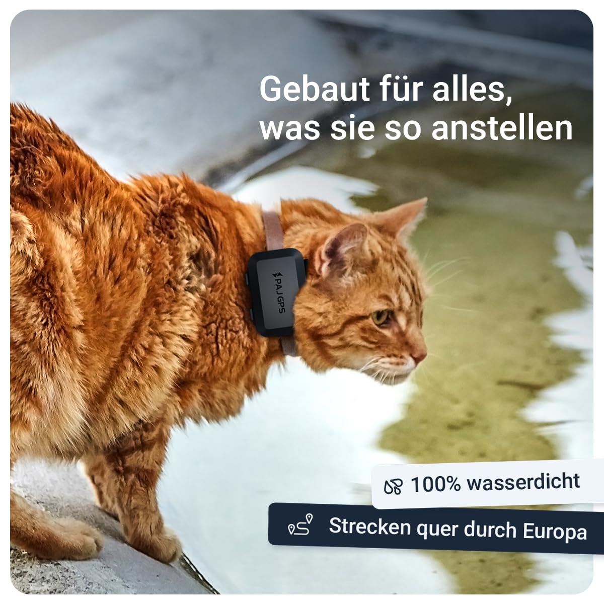 PAJ GPS Tracker Mini für Katzen inkl Katzenhalsband (Sicherheitsverschluss) | 4G - Live-Ortung in Europa - Weglaufalarm - Geozaun - 100% Wasserdicht - Mini Katzen GPS-Tracker für Freigänger - schwarz