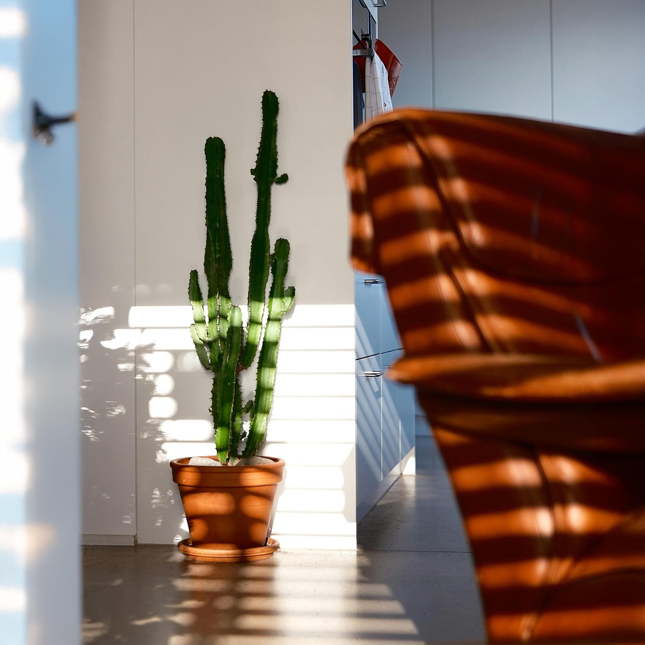 Plant in a Box - Euphorbia Eritrea - Cactus - Pianta da appartamento - Set di 2 - Vaso 17cm - Altezza 50-60cm