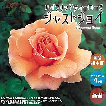 透明水彩画原画薔薇香りの薔薇ジャストジョーイ 透明水彩画原画薔薇香りの薔薇ジャストジョーイ 透明水彩画原画薔薇