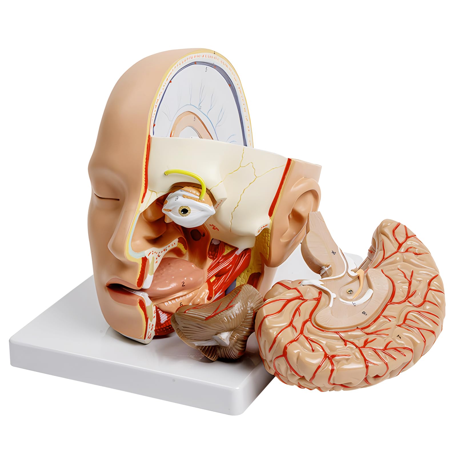 Modèle de cerveau démonté taille réelle AMITD avec étiquettes et base