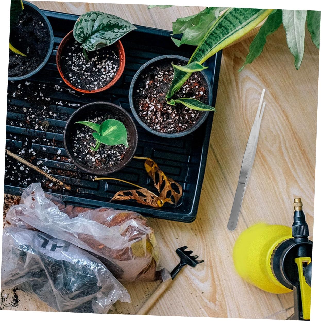 Toddmomy 10stücke Gartenpinzetten Mit Komfortablem Griff Edelstahl-pinzette Für Bonsai Pflanzenpflege Und Naturerkundung Für Gartenarbeiten Umpflanzen Von Pflanzen