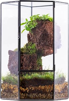 NCYP Glass Terrarium with Front Opening Door for Small Plants - Closed Geometric Container Planter, Indoor Tabletop Wall Corner Landscape Decor, Black, 5" x 5" x 9.8" Terrarium Only