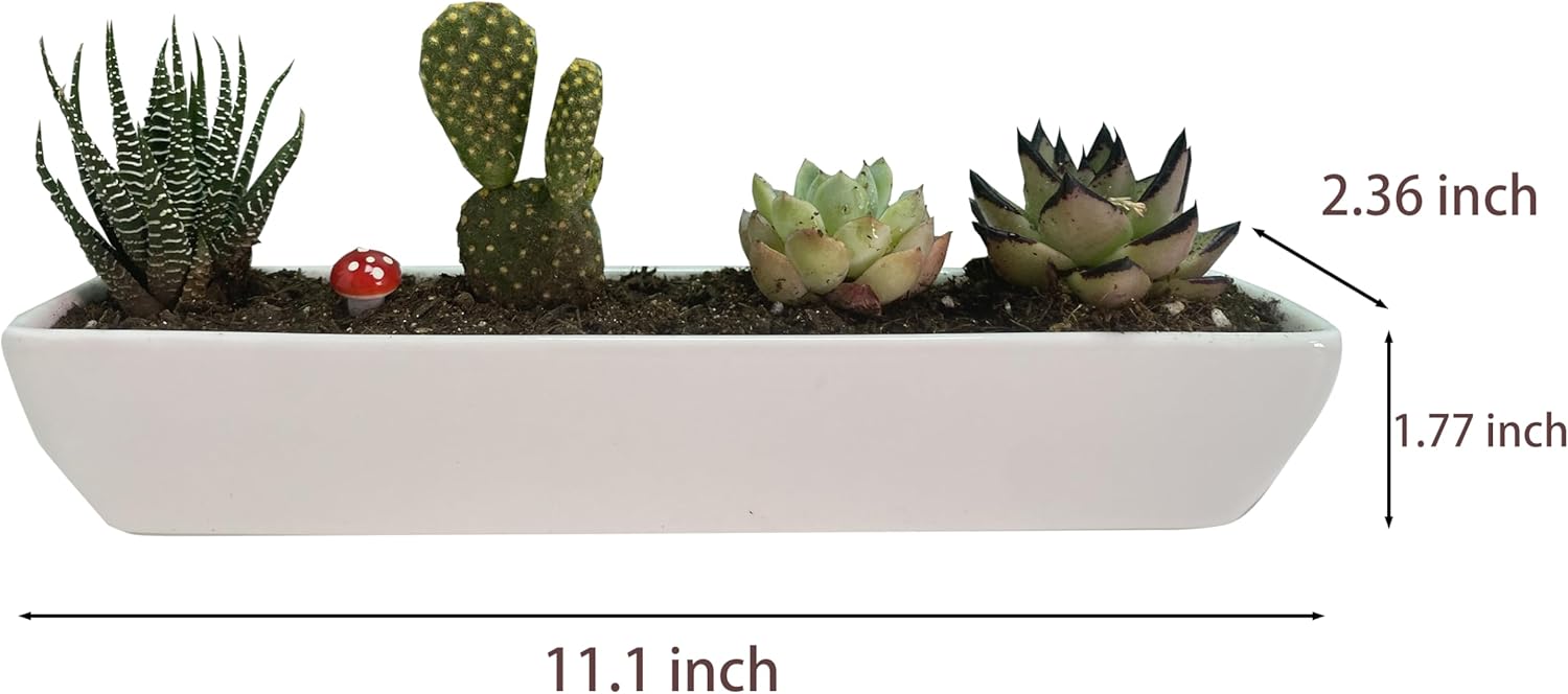 11.1 inch Long Rectangle White Ceramic Succulent Planter Pots with Ceramic Saucers/Mini Flower Plant Containers wPlant Window Boxes for Office/Home, (2 pcs Rectangle Pot)
