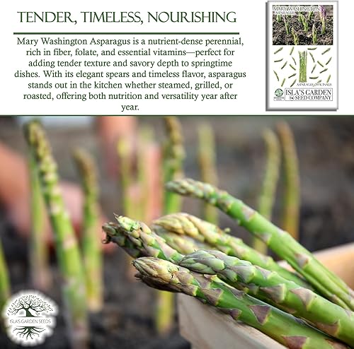 Miniatura 5 de Semillas de espárragos Mary Washington (Asparagus officinalis)  Más de 125 semillas de reliquia sin OMG para plantar, plantas perennes de larga vida
