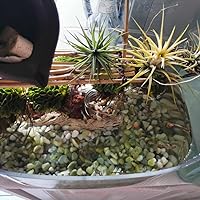 Vista 6 de Piedras para suculentas y cactus de 10 libras, piedras pulidas decorativas naturales de jade de 1/5 pulgadas, rocas de río para plantas, jarrones