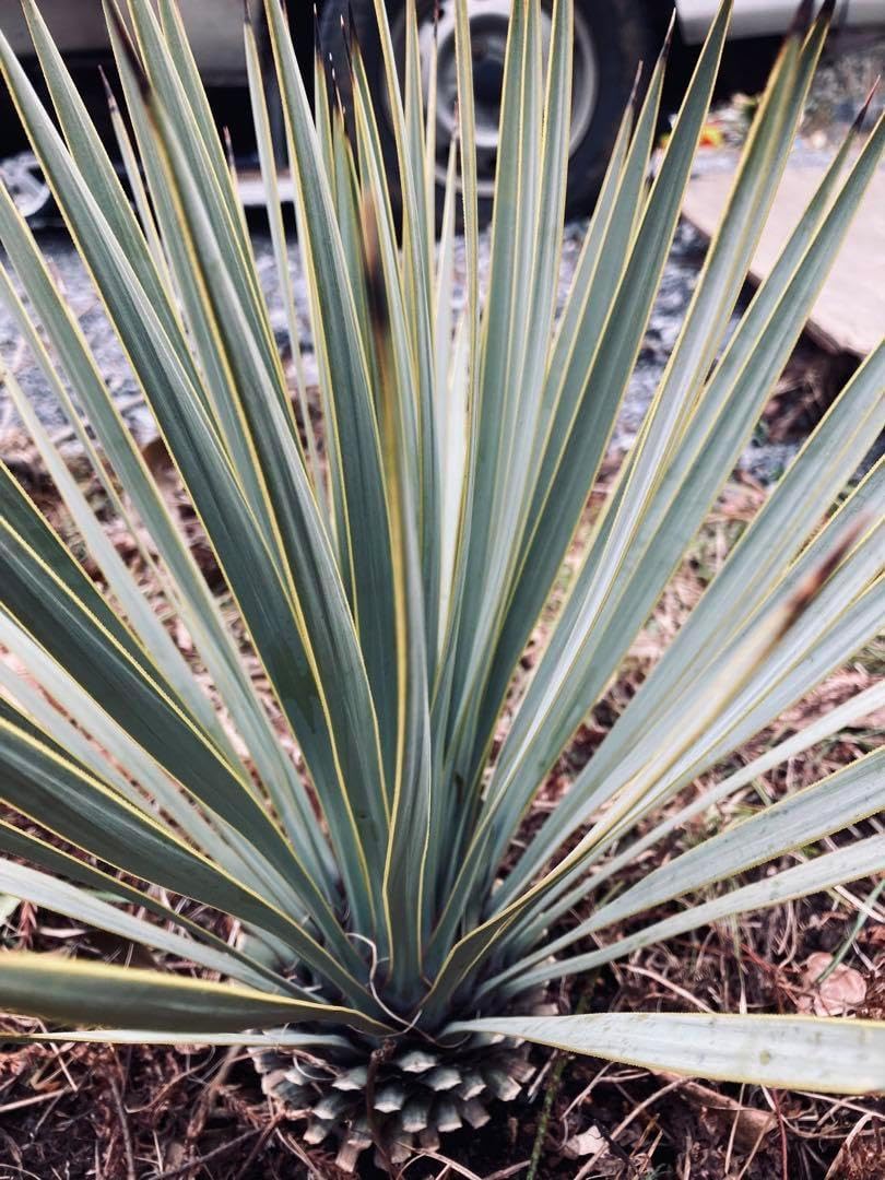 耐寒性ユッカロストラータ青白個体◇ドライガーデン南国アガベ多肉
