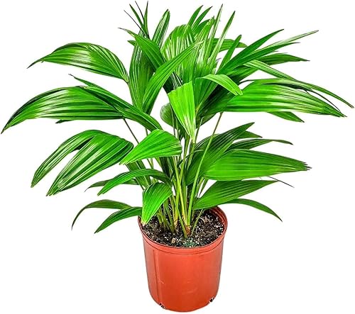 Palmera Fuente - Palmera de Abanico - Altura Total de 30" a 32" - Planta Grande - Planta de Interior - Plantas Tropicales de Florida (Solo Planta)..