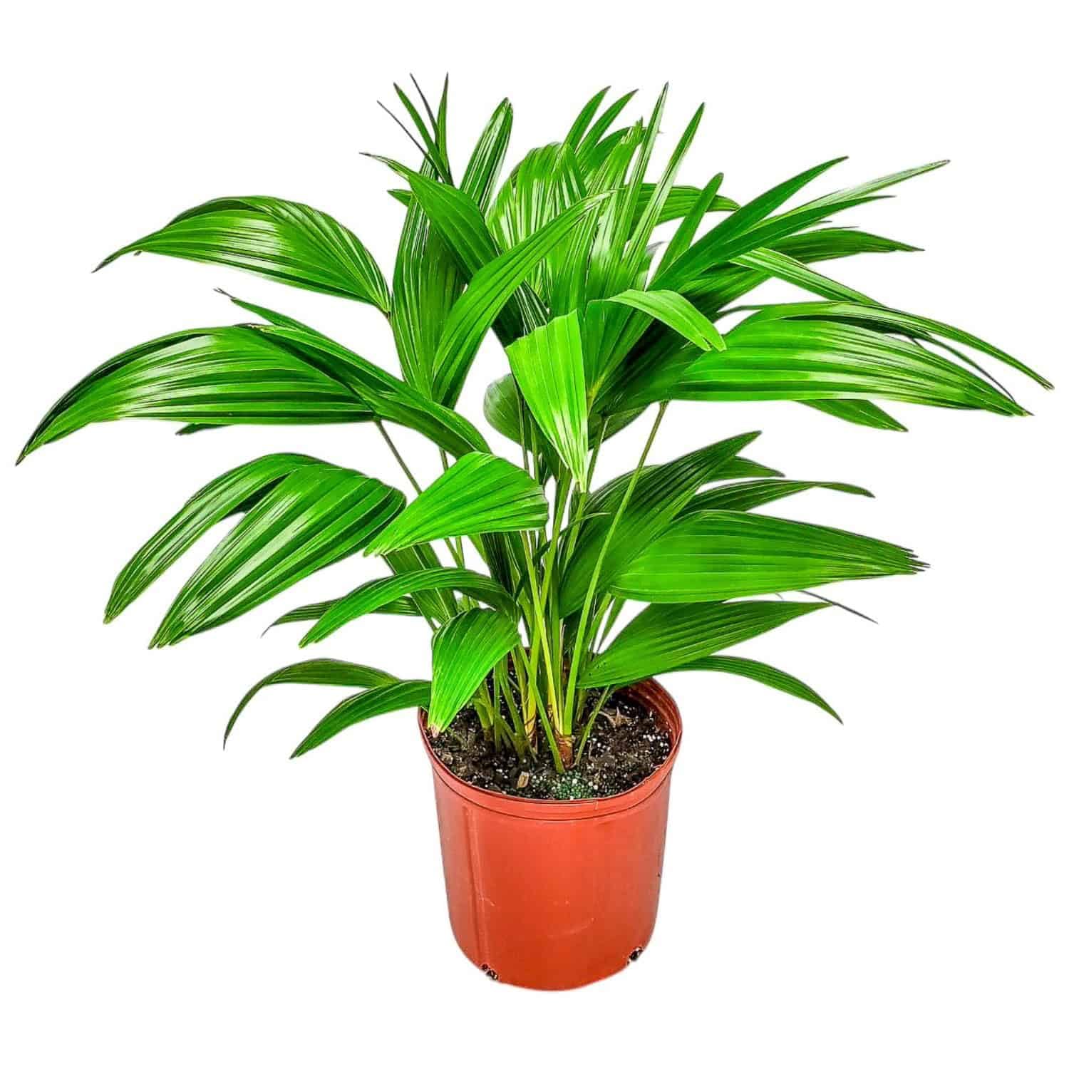 Tropical Plants of Florida Fountain Palm