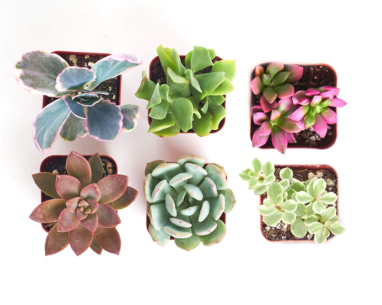 Shop Succulents Gardener's Live | Hand Selected for Health, Size | Mini, Collection of 6
