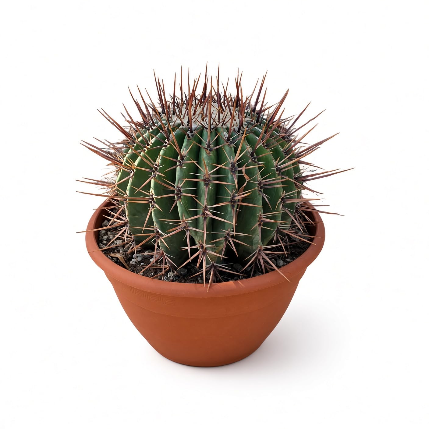 KENTIS Echinocactus Ingens - Cactus - Maceta de terracota (32 cm, de diámetro de 32 cm)