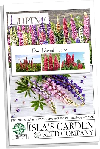 Miniatura 2 de Red Russell - Semillas de flores de altramuz para plantar, más de 25 semillas por paquete, semillas de jardín de Isla (semillas de jardín de Isla),