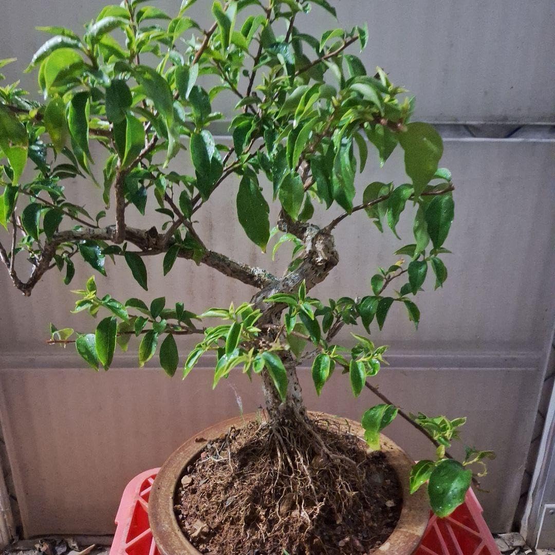 ブーゲンビリア盆栽育成用 仕立てに ブーゲンビリア盆栽育成用 仕立てに