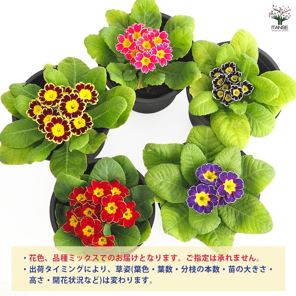 Amazon.co.jp: ITANSE プリムラ ジュリアン・ビクトリアーナ 色