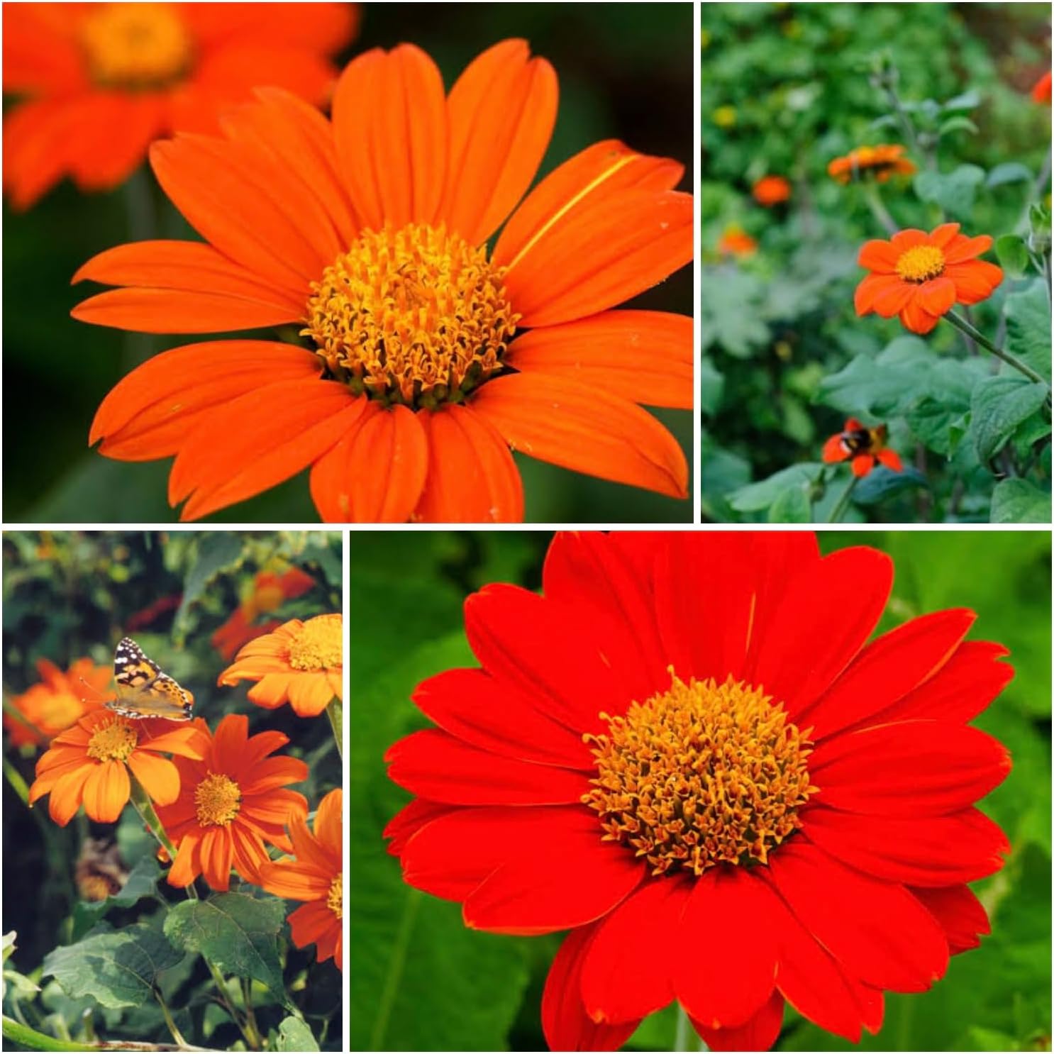 Mexican Sunflower - Tithonia Flower Mix (30 Seeds)| Perfect for Brightening Your Garden | Suitable for Garden Beds, Flower Boxes, and Containers