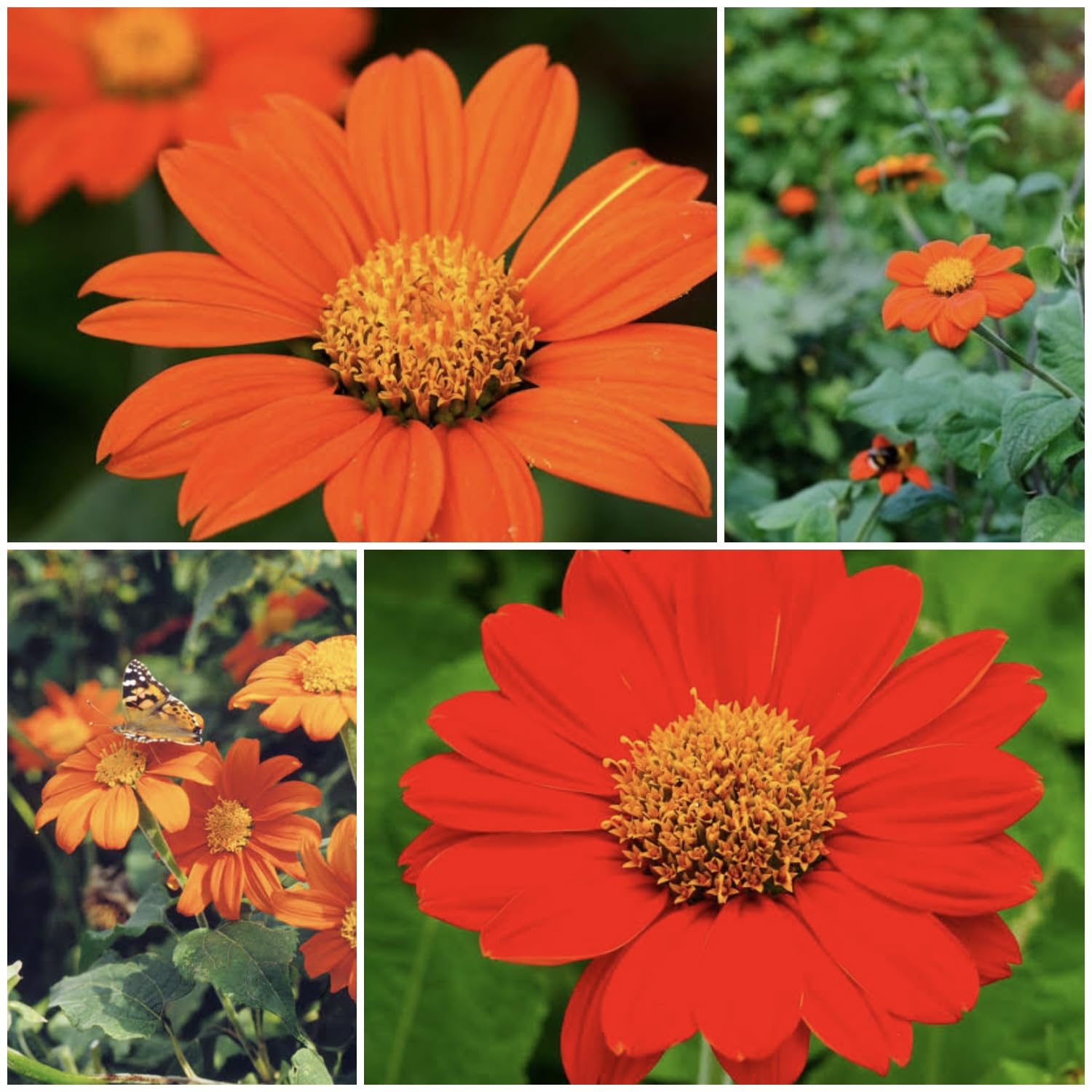 Mexican Sunflower - Tithonia Flower Mix (30 Seeds)| Perfect for Brightening Your Garden | Suitable for Garden Beds, Flower Boxes, and Containers