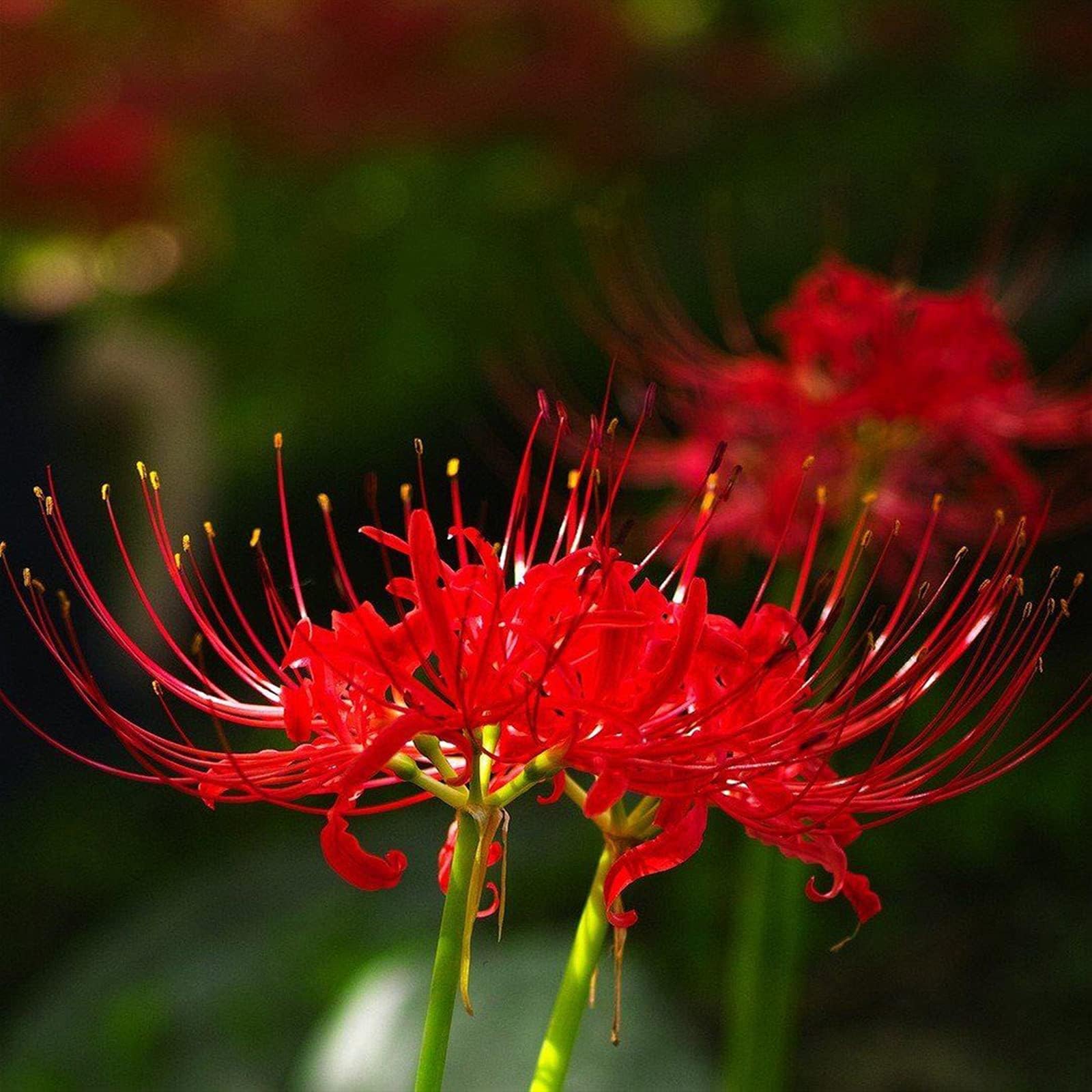 Iridescent,Perennial,Hardy,Gorgeous Spider Lily Bulbs Mix UK,Good for Containers,Flowering Rhizome,Excellent Display,Balcony Garden Bulbs.-8bulbs-A