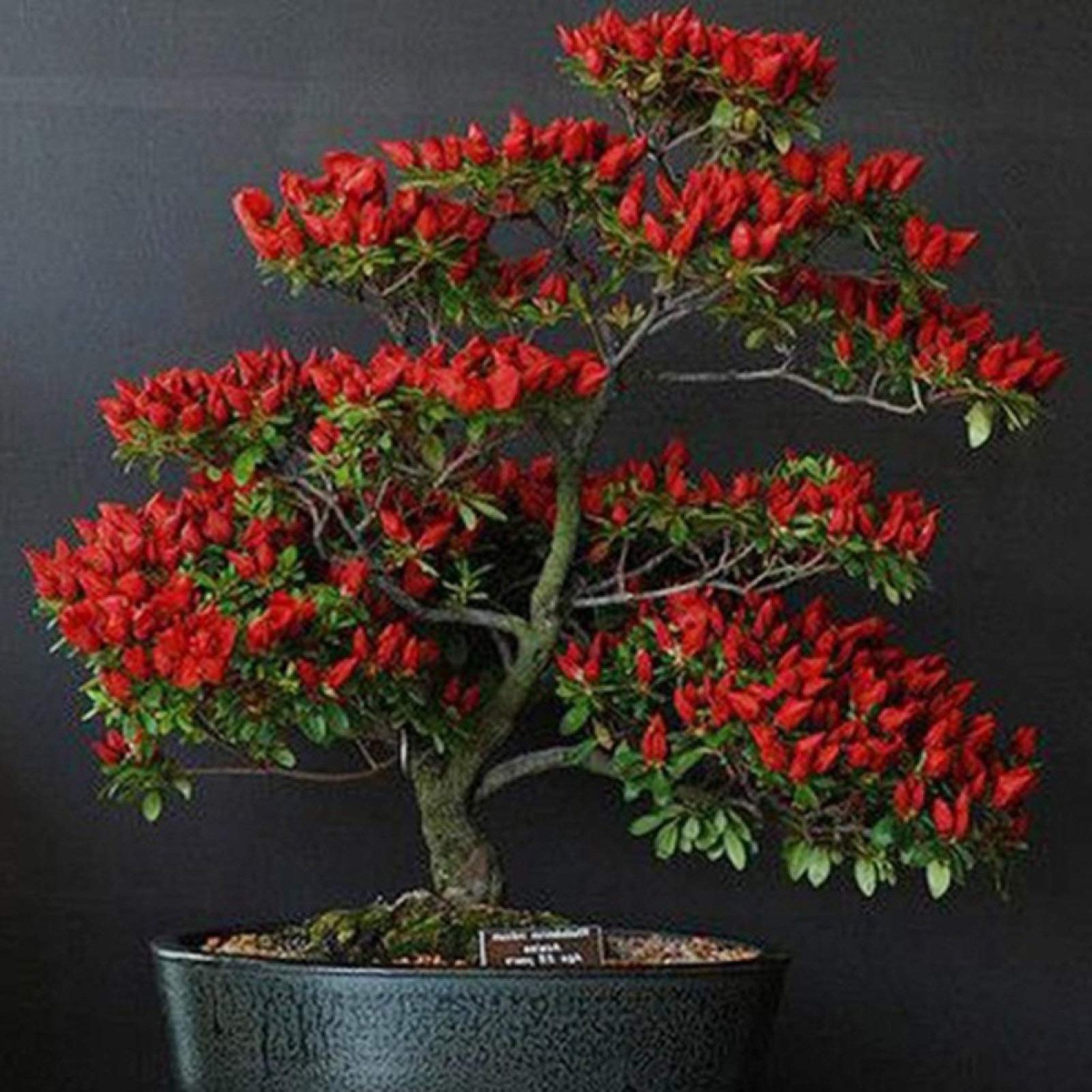 DFBTYG 100Pcs Red Trinidad Moruga Scorpion Chilli Pepper Seeds Bonsai Vegetable Plants - 100pcs Red Chili Seeds