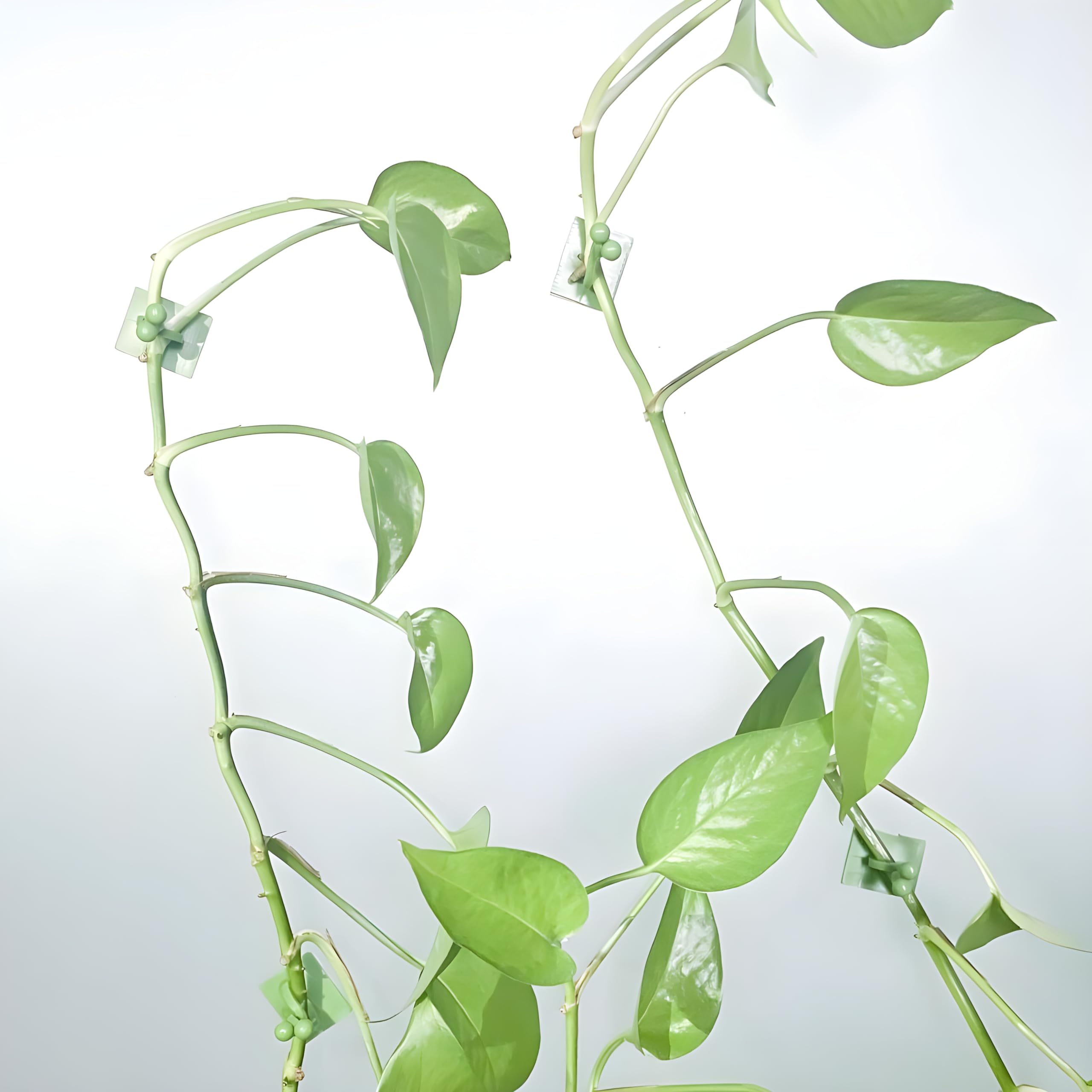 MAPPERZ Plant Climbing Wall Fixing Clip/Indoor Cable Tie Clip/Self Adhesive Vine Plant Climbing Support Clip - Set of 30 (B09Y99HVNK) Amazon Price History, Amazon Price Tracker