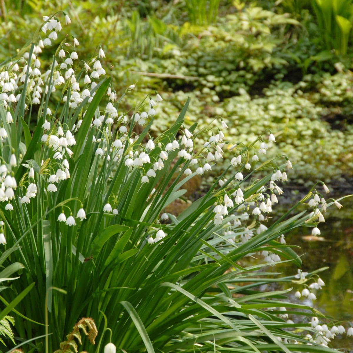 Leucojum Gravetye Giant - BIO 125 Blumenzwiebeln aus Holland