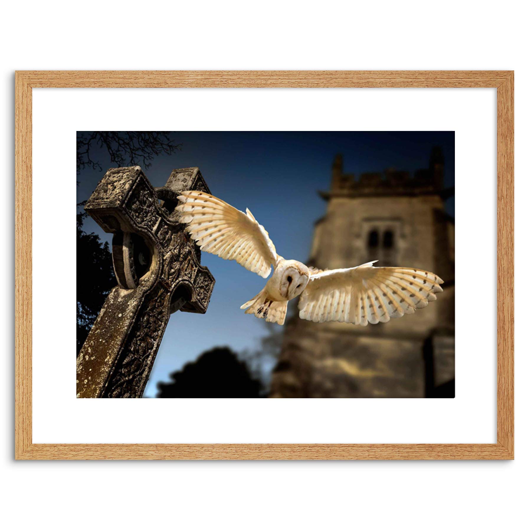 Wee Blue Coo Photo Barn Owl Bird Alba Graveyard Scotland Framed Wall Art Print