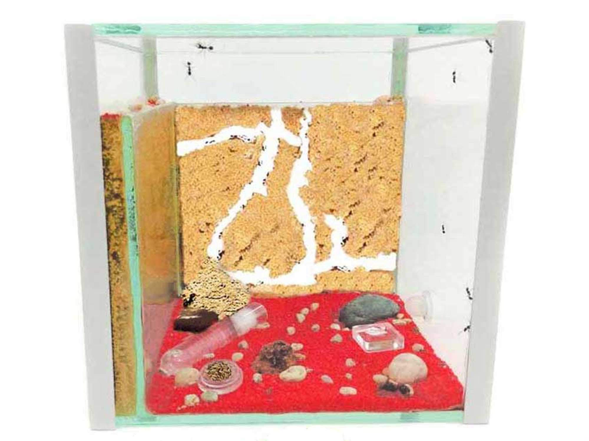 Kit formicaio secchio di sabbia naturale 15x15x15 vetro - con formiche incluse. 20-30 formiche.