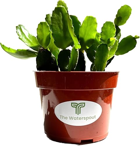 The Waterspout  Colecciones de Cactus y Suculentas de 4" (Cactus de Acción de Gracias 'Schlumgera truncata')