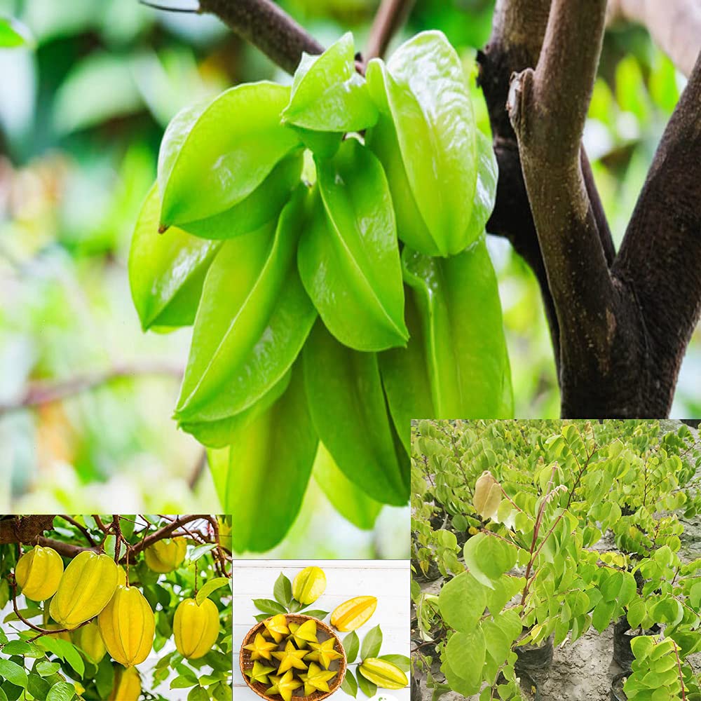 Bahan Live Sweet Carambola Star Fruit Tree Indonesia Variety Grafted Plant (1.5-2 Feet Height) (B09GH2TNLF) Amazon Price History, Amazon Price Tracker