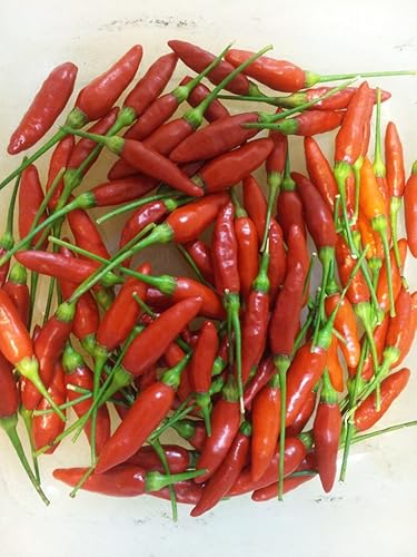 Miniatura 1 de Clovers Garden Tabasco - Dos (2) plantas vivas, sin OMG, sin semillas, cada una de 4 a 8 pulgadas de alto en macetas de 4 pulgadas - Medio caliente