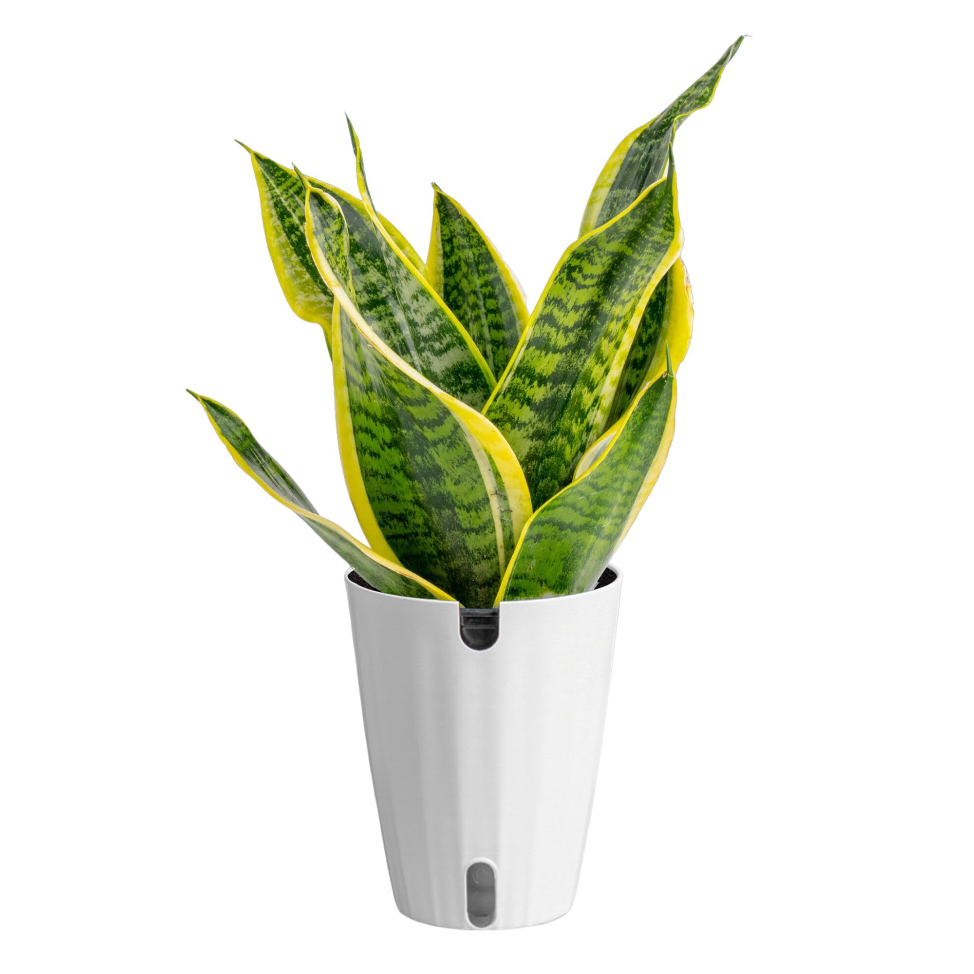Costa Farms Snake Plant, Sansevieria, with 6.5-Inch Wide Mid