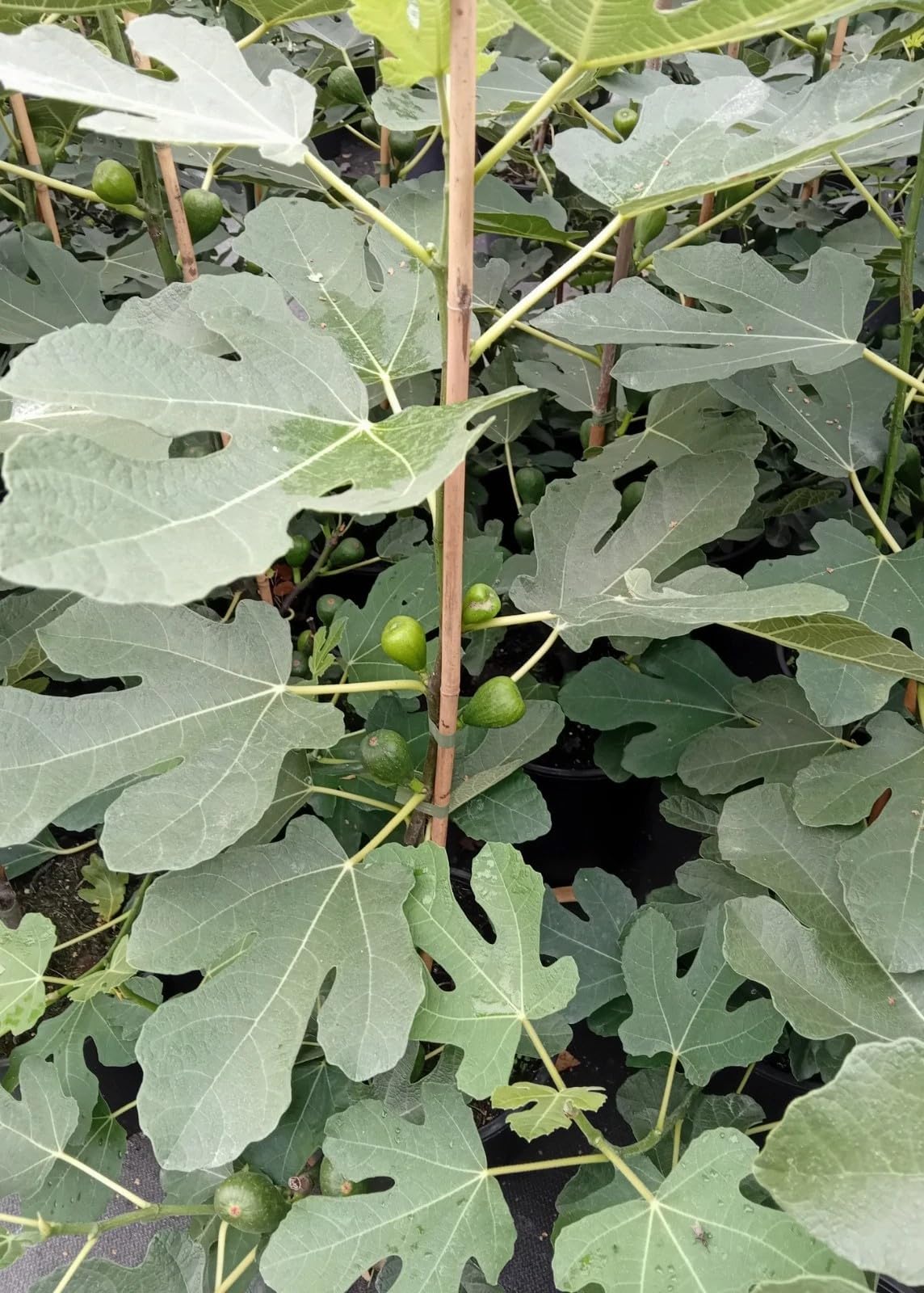 Ficus carica aromatisch köstliche Feige Feigenbaum 60-80 cm
