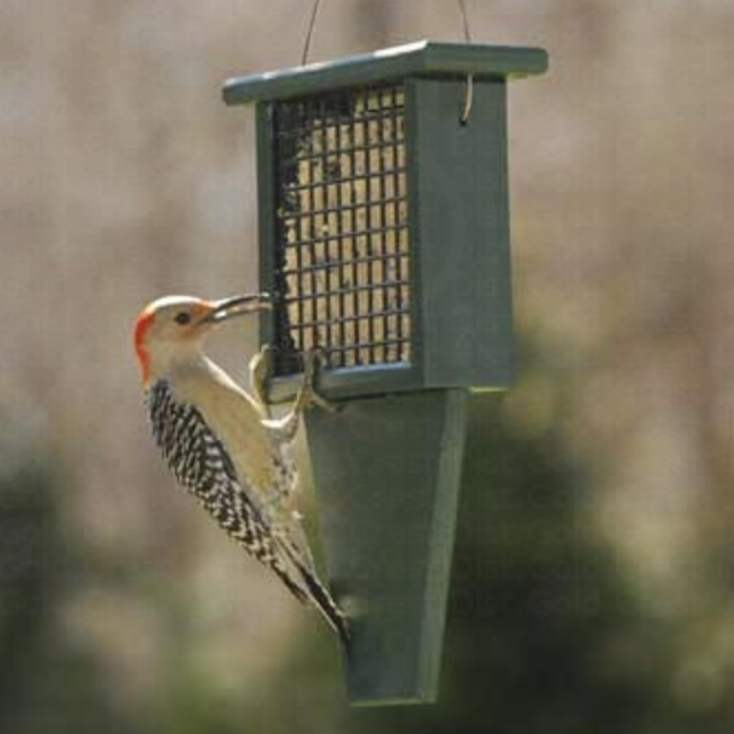 Songbird Essentials SERUBSF100H - Alimentador de sebo con Accesorio de Cola de 11.3 x 2.5 x 7.5 Pulgadas