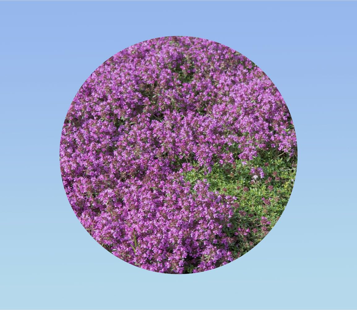500 Graines Thym Serpolet Violet - Thymus Serpyllum - Aromatique Et Rampant - Plantation Facile