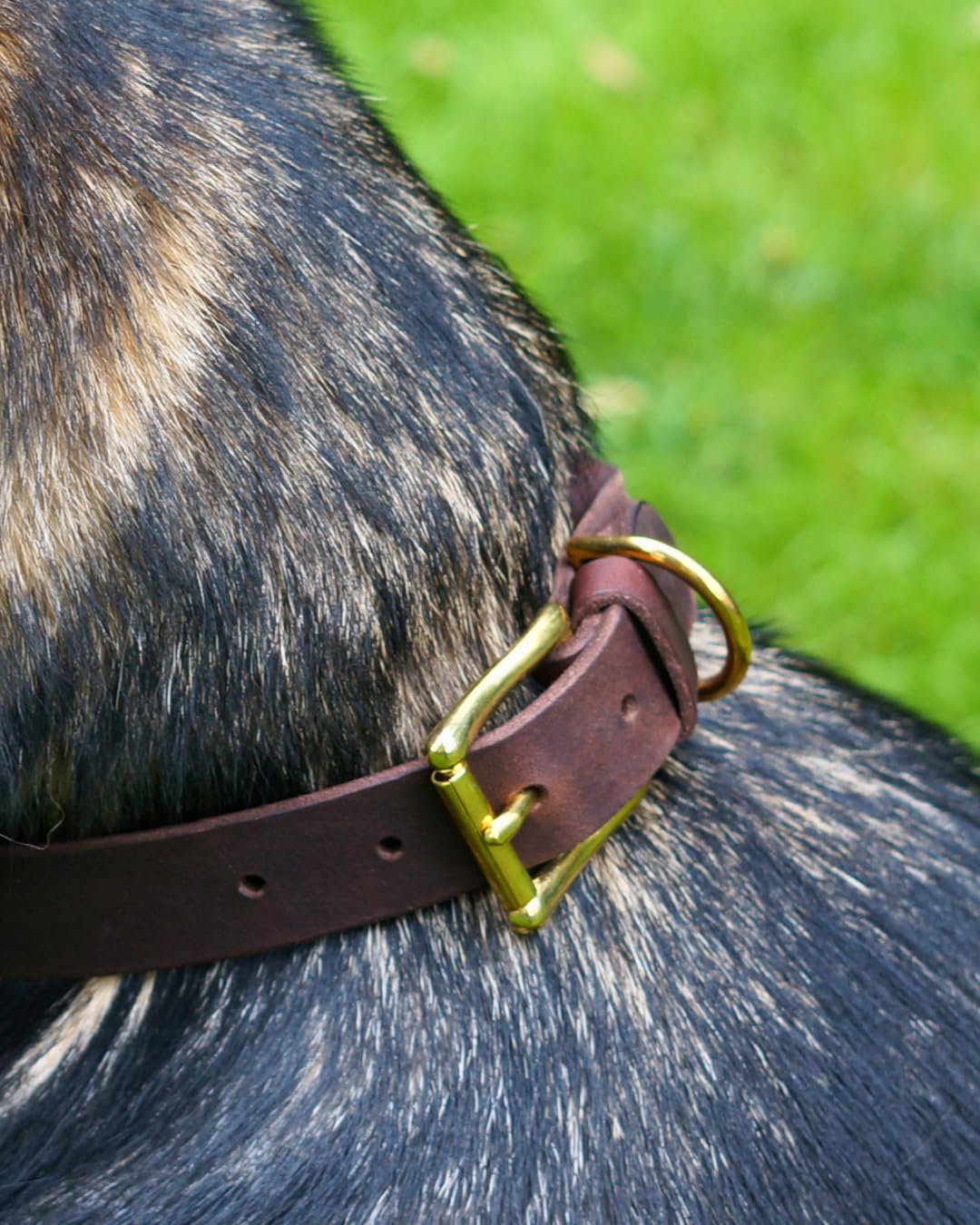 Hundehalsband Abby - Weiches Fettleder - Geflochten - Made in Germany - Kastanienbraun L (45-52,5cm Halsumfang, 2,7cm breit)