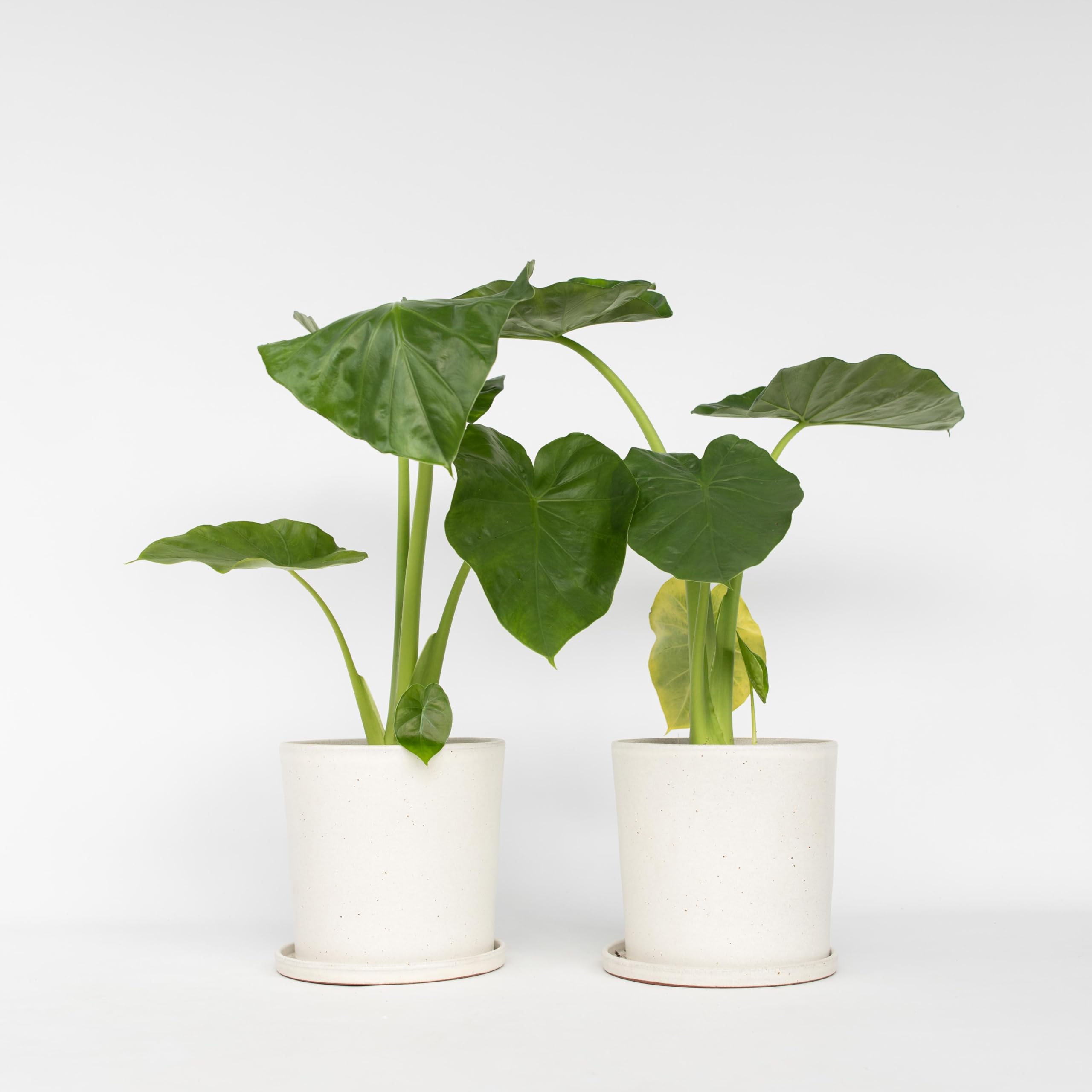 Plant in a Box - Alocasia Macrorrhiza - Set de 2 - Plante d'intérieur - Oreille d'éléphant - Alocasie - Pot 17cm - Hauteur 60-70cm