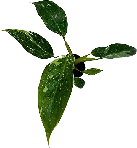 Miniatura 4 de BubbleBlooms White Knight Philodendron, Philodendron Erubesens Hybrid - Maceta híbrida de 2 pulgadas