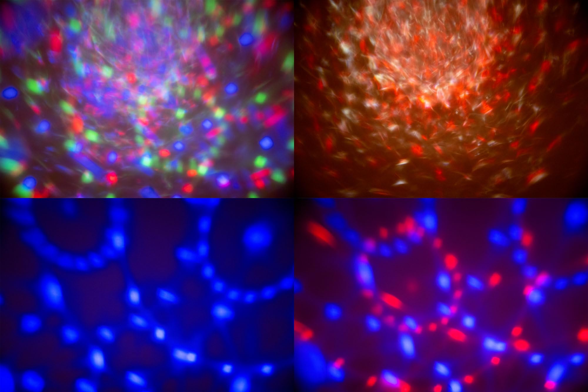 Showlite MEL-4 Multi-Effect-Light, Schwarzlichteffekte durch UV-Licht | Vielseitiges Multi-Effekt-Licht für Beleuchtungs- und Dekorationszwecke, LEDs in den Farben rot, grün, blau, weiß und UV