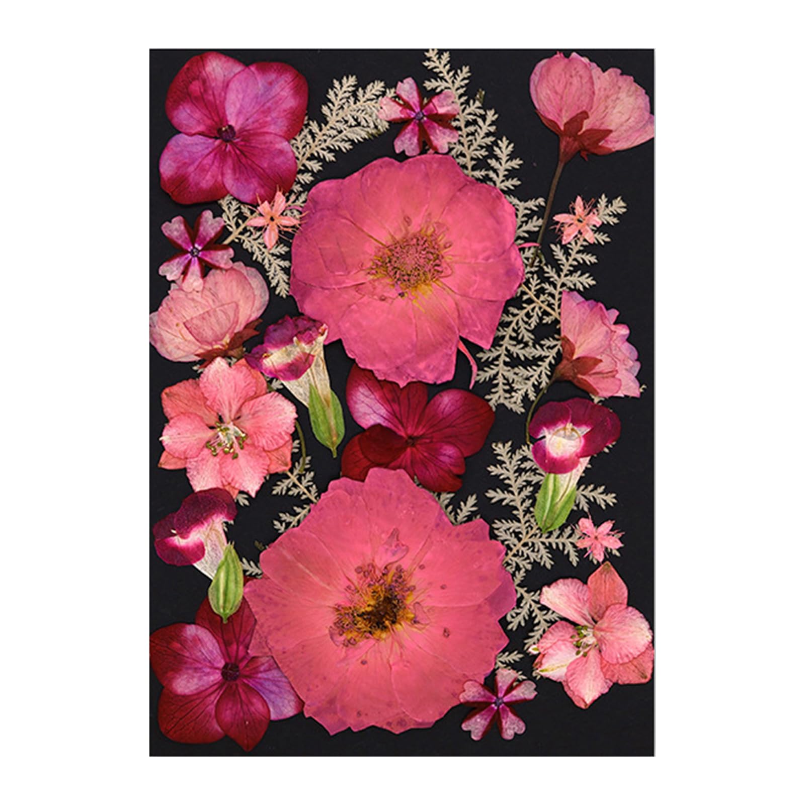 Tfaoys A Dried Flower For Bookmarks Jewelry Making Natural Pressed Dried Flower Leaves For Kid Dult Rt Craft Decorative