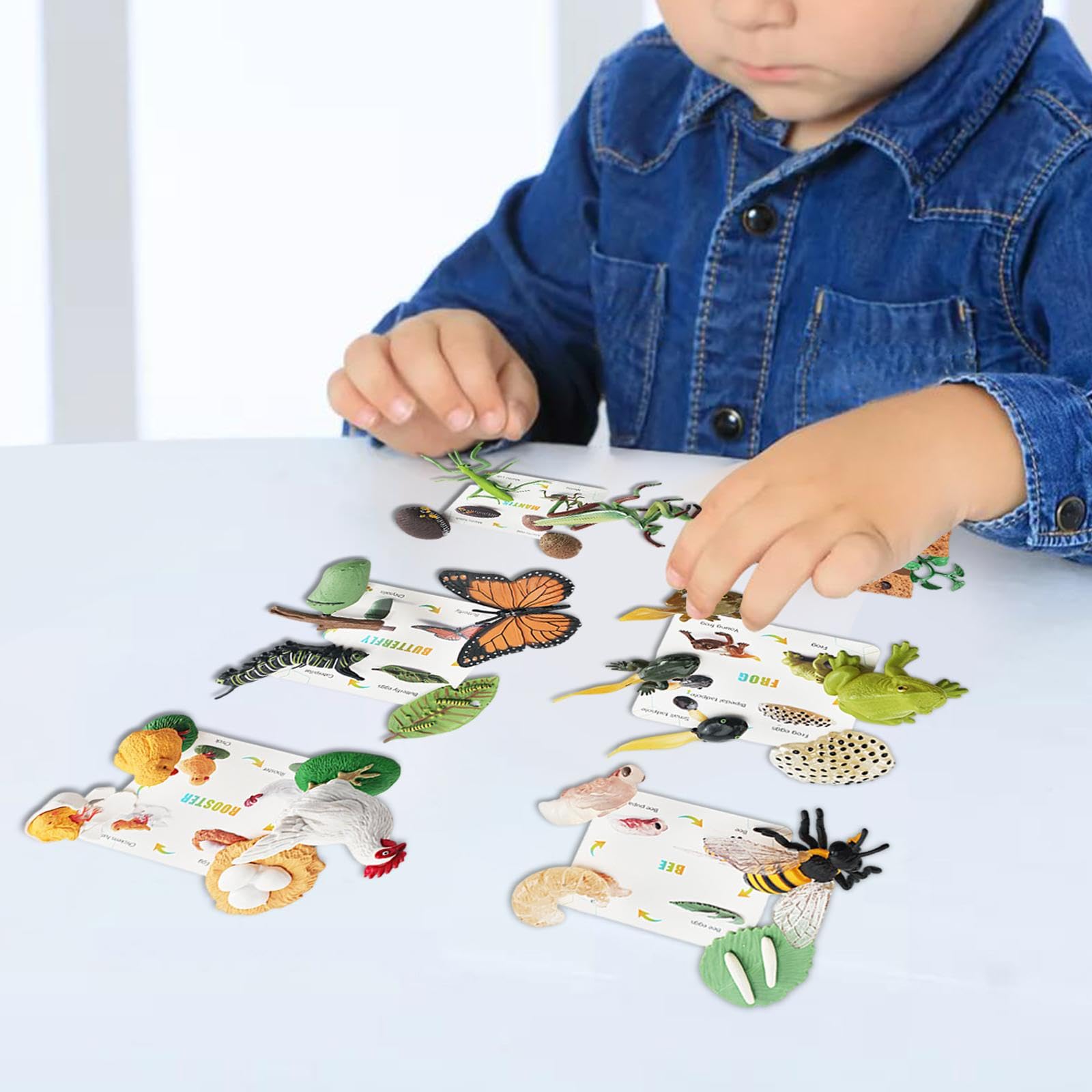Tier Lebenszyklus Figurenset mit Tiermodell Pflanzenfiguren Biologie Lernspielzeug Und Entwicklungsspiel für Vorschule Präsentationen Gebur, Blaue Box