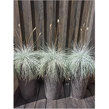 Gardenbox Mavi  im Blue Fescue 3 Adet Saks l  D  Mekan Bitkisi, 10-30 cm