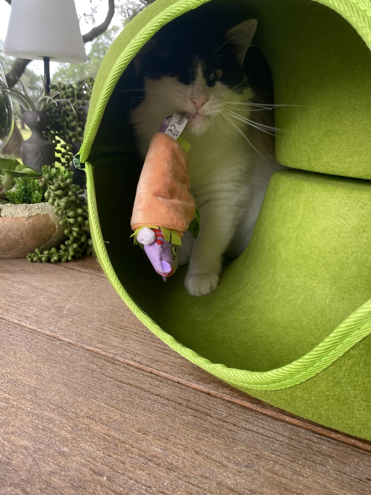 Large Cat Tunnel Bed for Indoor Cats with 3 Toys, Scratch Resistant Donut Cat Bed, Up to 30 Lbs (L 24x24x11, Dark Grey) photo review