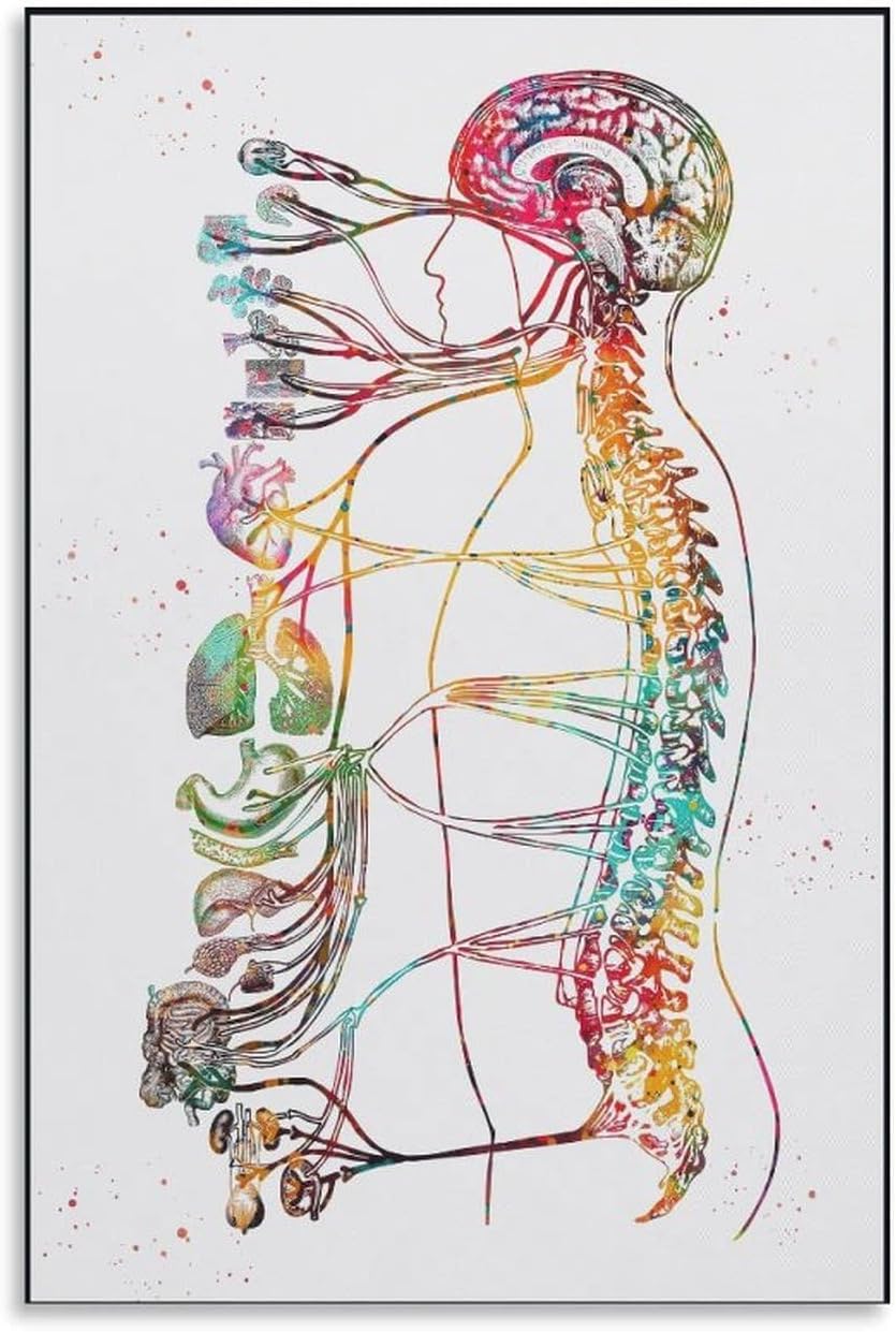 ARTJHCHYNB Autonomic Nervous System Anatomy Poster Canvas Wall Art ...