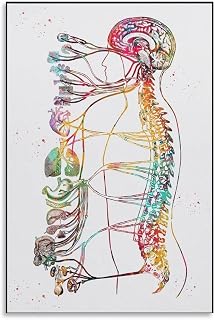 ARTJHCHYNB Autonomic Nervous System Anatomy Poster Canvas Wall Art Aesthetic Decorative Painting Living Room Restaurants, Pool Halls And Hotelsstyle-4 12x18inch(30x45cm)