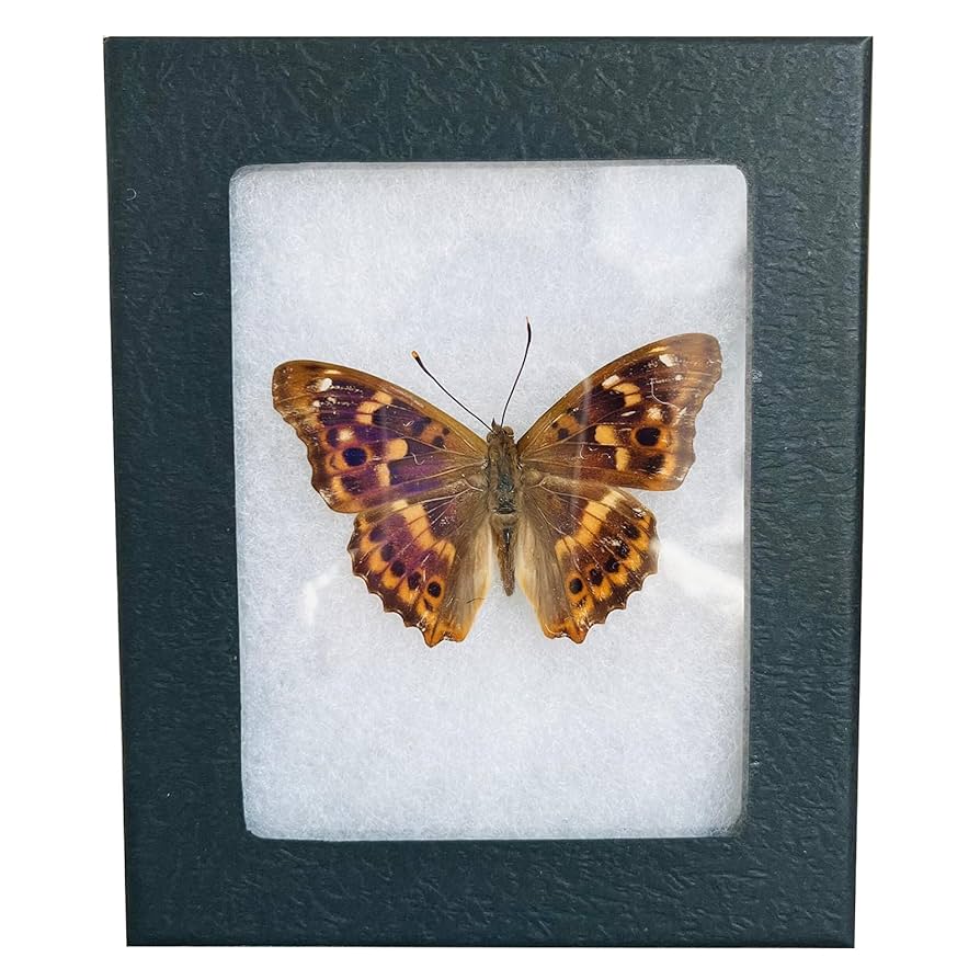 Amazon.com: Classic Riker Mount Frames for Insects