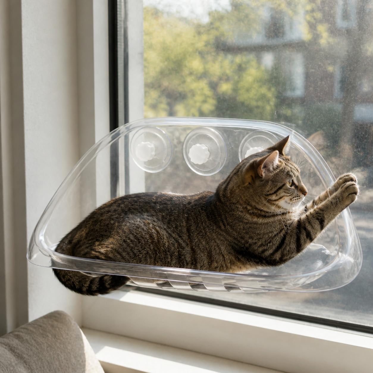 Perchoir Fenêtre Chat Transparent, Plastique - Facile à Nettoyer - hamac pour Chat - 52x32x21 cm - Caoutchouc - pour Les Chats
